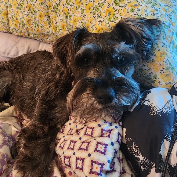 Meet your Posher, Phoenix - Picture 3 of 6